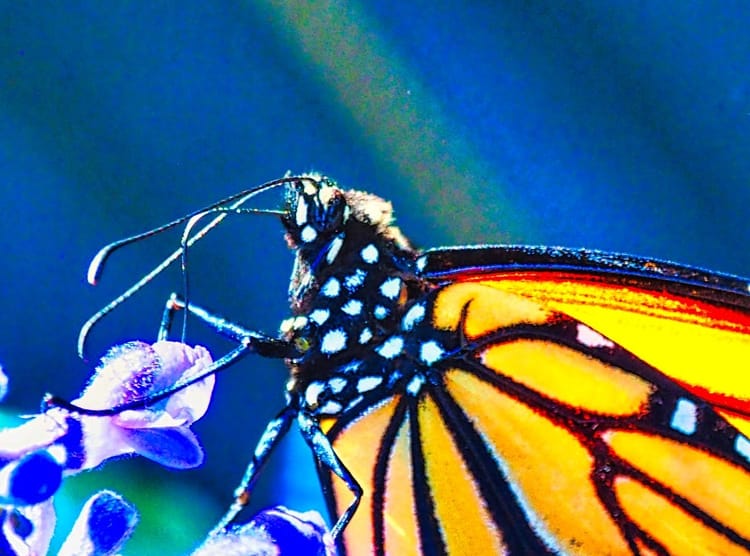 Butterfly Up Close